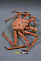 塔型石蟹藏品圖，第5張